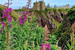 Purple flowers in the foreground, and the remains of an old castle - Dunnottar - in the distance, on the top of a cliff.