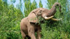 Animal park welcomes 'impressive' bull elephant
