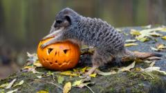 Dracula the meerkat enjoys Halloween pumpkin at London Zoo