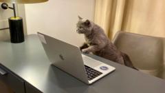 Fresh milk and classical music: Firm posts lucrative office cat-sitting job