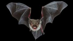 Why does it cost £100m for HS2 to protect bats?