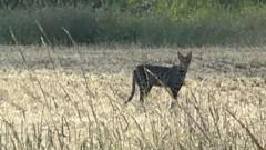 Big cat spotted roaming through countryside