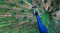 ਮੋਰ