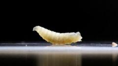 US plans to fight flesh-eating screwworm outbreak with flies and dogs