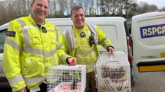 Ducklings rescued from motorway drain by fire crew