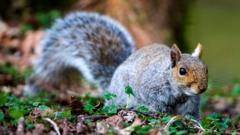Dead squirrels caught in traps spark outrage