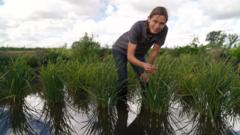 Is the UK's First Rice Crop Ready for Harvest After a Hot Summer?