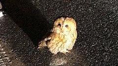 A tawny owl stands on a road looking at the camera. 