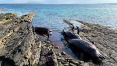 Three whales found dead in Orkney stranding