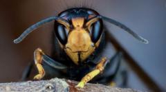 New Zealand drafts in Asian hornet hunters from UK