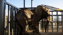 South Africa's last zoo elephant freed after 40 years