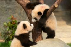 Watch: Panda cubs wow huge crowds as they make zoo debut