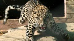 DHA leopard