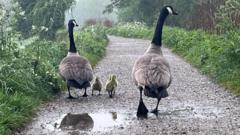 Mild and mostly dry bank holiday but heavy showers possible for some