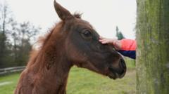 Man who tied pony to vehicle and dragged it to 'break it in' fined 
