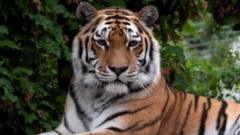 Un tigre siberiano en una foto de archivo.