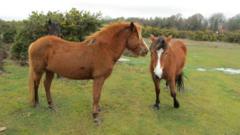 Events cancelled amid New Forest horse flu outbreak