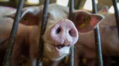 RSPCA launches review of farm animal welfare scheme