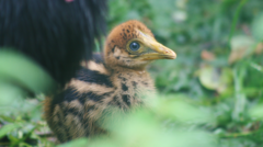 Chick of 'world's most dangerous bird' hatches in Cotswolds