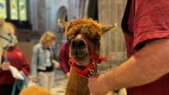 Llamas, lizards and spiders to be blessed at cathedral