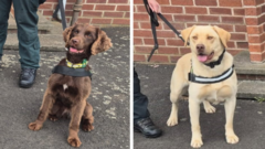 Drugs found hidden in young child's bedroom by police dogs