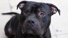 XL bully dogs will not be banned in NI - minister