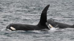 Orca sighting one of 'greatest British wildlife encounters', Backshall says