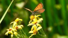 Your photos: Boats, bales and a butterfly