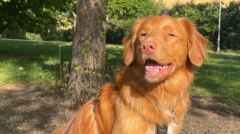 'Best buddy' dog Rhubarb helps students learn