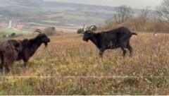 Escaped goat rejoins herd after three months