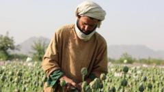 Afghan opium crop plummets after Taliban ban - UN report