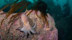 Octopus bloom may be here to stay, say scientists