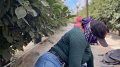 Hiding in the fields - farm workers fearing deportation stay in California's shadows