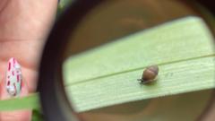 Tiny rare snail discovered at nature reserve