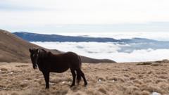 Коњи су чест призор на Старој планини