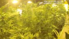 Watch arrests at family's secret £3.5m cannabis farm in sleepy village