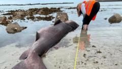 Endangered shark dies after washing up on beach