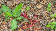 Dogs 'poisoned' in woodland