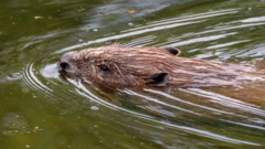 Beaver Bombing is the Guerilla Warfare the UK Ecosystem Desperately Needs