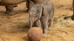 Watch: Baby elephant plays ball in time for World Cup