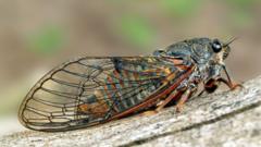 Eggs of extinct singing insect brought back to UK