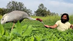 india bird