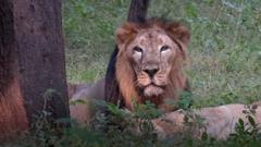 lion eyes