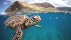 Sea turtle