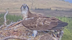 Hope for 'record-breaking year' for osprey eggs