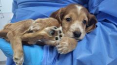 Police seize 53 dogs in puppy breeding probe