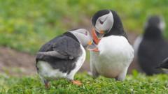 'Puffin cams' return to island nature reserve
