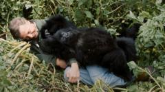 How armed guards almost seized David Attenborough's iconic gorilla moment