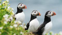 UK's puffin protection laws at centre of post Brexit row