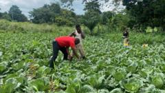 Cabbage farm for Ghana 